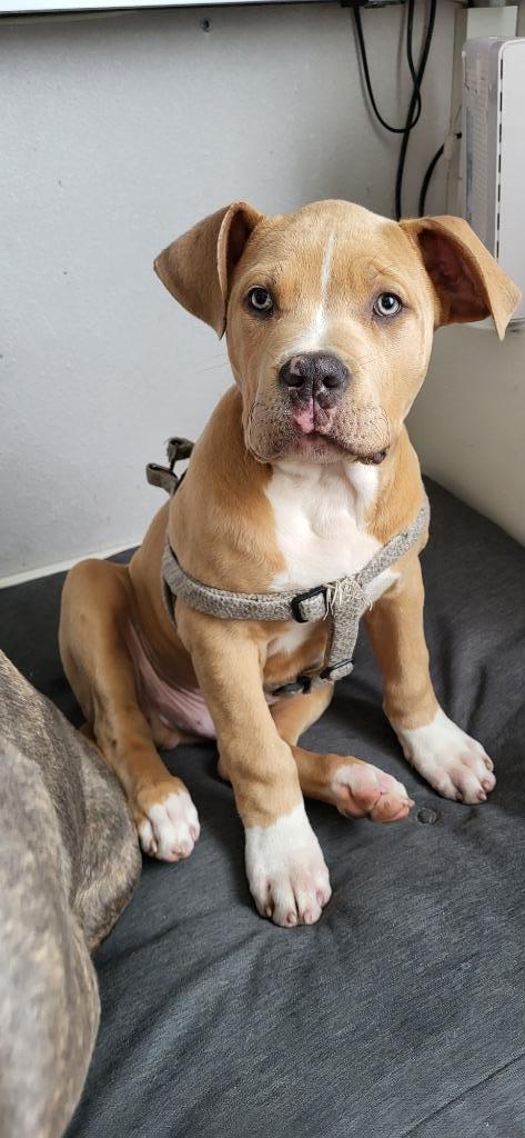 Laatste puppy uit nest !! Bully XL. Ubn nummer: 8349244, Dieren en Toebehoren, Honden | Bulldogs, Pinschers en Molossers, Reu