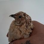 Japanse Kwartel, Mannelijk, Tropenvogel