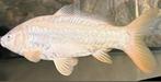 Perfecte Japanse Doitsu Karashigoi, spierwit en superstrak!!, Dieren en Toebehoren, Vissen | Vijvervissen, Karper of Koi