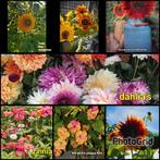 Diverse bloemzaden en groente, Tuin en Terras, Bloembollen en Zaden, Ophalen of Verzenden