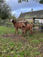 Lieve nubische geiten te koop, Dieren en Toebehoren, Vrouwelijk, Geit