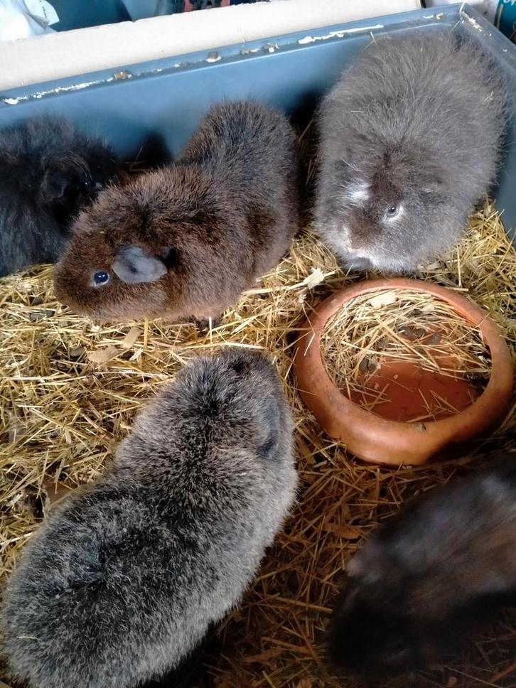 Cavia's beertjes, Dieren en Toebehoren, Knaagdieren, Mannelijk, Cavia, Juni