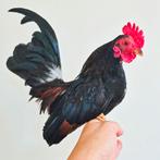 Serama haantje 350gr en onverwante hen van dit jaar, Dieren en Toebehoren, Meerdere dieren, Kip