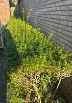 Heg gratis, Ophalen, Haag