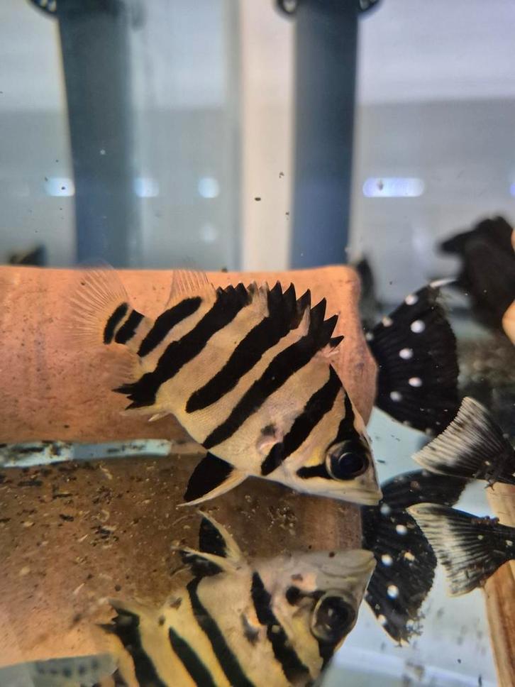 Datnioides microlepis sumatra, Dieren en Toebehoren, Vissen | Aquariumvissen, Zoetwatervis, Vis