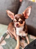 Chihuahua choco tan 5 maanden, Dieren en Toebehoren, Honden | Chihuahua's en Gezelschapshonden, Particulier, Rabiës (hondsdolheid)