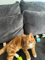 Kitten te koop, Dieren en Toebehoren, Katten en Kittens | Overige Katten