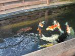 Koi, Dieren en Toebehoren, Vissen | Vijvervissen, Karper of Koi