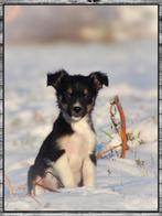 Enthousiaste border-stabij x australian shepherd pups, Dieren en Toebehoren, Parvo, 8 tot 15 weken, Meerdere, Meerdere dieren
