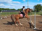 Verzorgpony gezocht omgeving Nijmegen, Ophalen of Verzenden, Nieuw