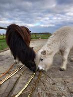 2 superlieve pony’s zoeken nieuw plekje, Ophalen