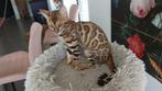 Mooie Bengaal Kitten, mag het nestje verlaten, Dieren en Toebehoren, Katten en Kittens | Raskatten | Korthaar, Poes, Gechipt, 0 tot 2 jaar