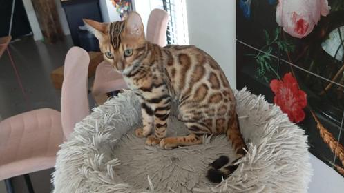 Mooie Bengaal Kitten, mag het nestje verlaten, Dieren en Toebehoren, Katten en Kittens | Raskatten | Korthaar, Poes, 0 tot 2 jaar