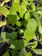 Smeerwortel, Tuin en Terras, Planten | Tuinplanten, Volle zon, Vaste plant, Zomer, Ophalen
