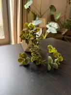 Kleine kunstplant - Primark - Hanging plant, Huis en Inrichting, Woonaccessoires | Kunstplanten en Kunstbloemen, Ophalen of Verzenden