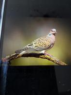 In de buurt, Dieren en Toebehoren, Vogels | Duiven, Vrouwelijk, Overige soorten