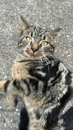Kater (tje) in spé en n driekleurig poesje, Dieren en Toebehoren, Katten en Kittens | Overige Katten, Kater, Kortharig, 0 tot 2 jaar
