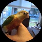 Lieve tamme Pyrrhura's., Dieren en Toebehoren, Geslacht onbekend, Parkiet, Geringd