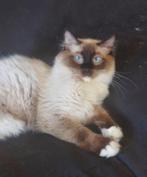 Ragdoll  herplaatser zoekt liefdevol tehuis, Kater, Gechipt, 0 tot 2 jaar