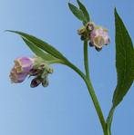 Symphytum x uplandicum ‘Bocking 14’ | Russische Smeerwortel, Zomer, Vaste plant, Overige soorten, Ophalen