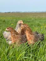 Jonge tamme Bielefelder kippen gesekst & ingeënt, Dieren en Toebehoren, Pluimvee, Vrouwelijk, Kip