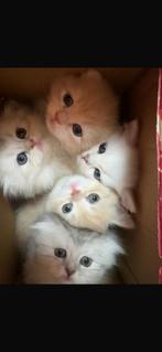 British kittens te verkoop, Dieren en Toebehoren, Katten en Kittens | Dekkaters