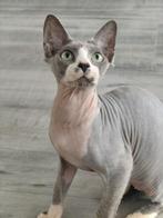 Devon rex kittens, Dieren en Toebehoren, Meerdere dieren, Gechipt, 0 tot 2 jaar