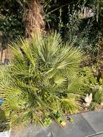 Palm Chamaerops humilis, Ophalen, Bloeit niet, Overige soorten, Volle zon