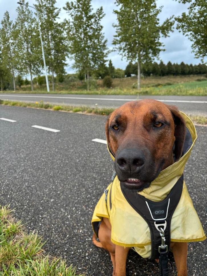 Honden uitlaatservice Breda, Dieren en Toebehoren, Hondenkleding, Nieuw, Overige hondenkleding, Ophalen of Verzenden