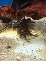 Platydoras costatus - gestreepte doornmeerval, Vis, Zoetwatervis