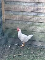 Leghorn haan te koop, Dieren en Toebehoren, Mannelijk, Kip