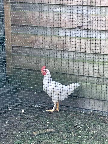 Leghorn haan te koop beschikbaar voor biedingen