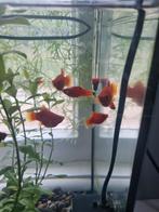 xiphophorus coral red, Vis, Zoetwatervis