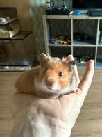 Jonge goudhamsters, Dieren en Toebehoren, Knaagdieren, Hamster, Juni, Meerdere dieren, Tam