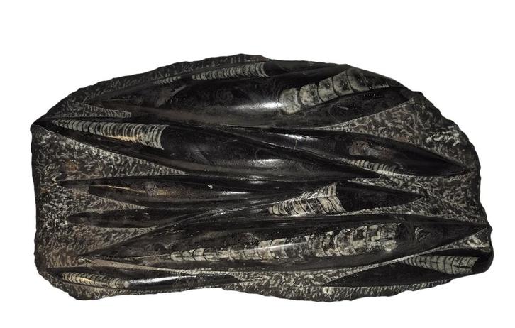 Plaat met Orthoceras - Fossiele pijlstaartinktvis  3,7 kilo, Verzamelen, Mineralen en Fossielen, Fossiel, Ophalen of Verzenden