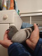 postduiven, duivin, Dieren en Toebehoren, Vogels | Duiven, Vrouwelijk, Postduif