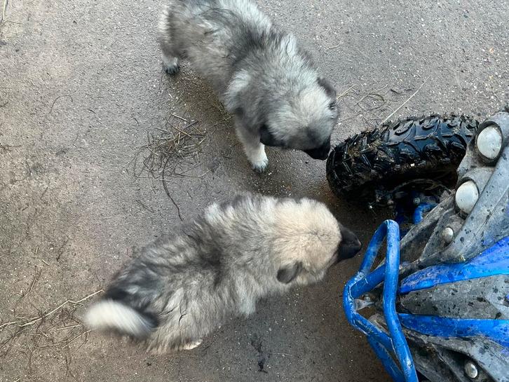 Keeshond puppy wolfsgrauw middelgroot reutjes, Dieren en Toebehoren, Honden | Poolhonden, Keeshonden en Oertypen, Reu, Keeshond