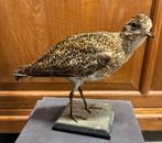 Opgezette Goudplevier Taxidermy door Soeters Apeldoorn, Ophalen of Verzenden, Zo goed als nieuw, Beeldje of Figuurtje