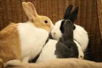 Hollander konijnen | Lieve konijnen | Deskundig advies, Dieren en Toebehoren, Meerdere dieren, Dwerg, Hangoor, 0 tot 2 jaar