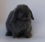Mini lop konijn voedster, Dieren en Toebehoren, Konijnen, Vrouwelijk, Dwerg, Hangoor, 0 tot 2 jaar