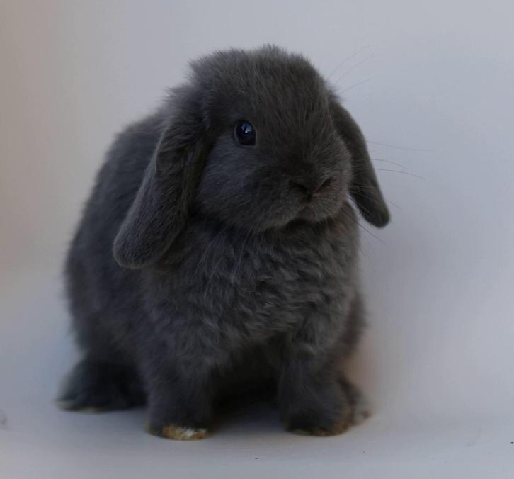 Mini lop konijn voedster, Dieren en Toebehoren, Konijnen, Dwerg, Vrouwelijk, 0 tot 2 jaar, Hangoor