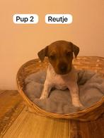 Jack russel puppy’s langbenig  laatste  reutje  beschikbaar, Dieren en Toebehoren, Honden | Jack Russells en Terriërs, Parvo, Jack Russell Terriër