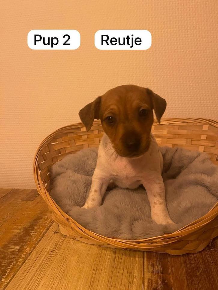 Jack russel puppy’s langbenig  laatste  reutje  beschikbaar, Dieren en Toebehoren, Honden | Jack Russells en Terriërs, Meerdere dieren