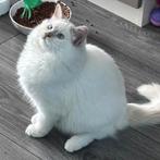 Ragdoll dekkater fawn mitted point(cinnamon)met stamboom, 0 tot 2 jaar