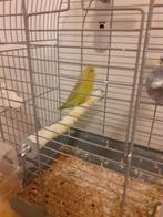 Jonge forpussen, Meerdere dieren, Dwergpapegaai of Agapornis, Geringd