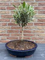 Olea Europaea mini olijf bonsai Olea europaea - Olijfboom, Tuin en Terras, Planten | Bomen, Lente, Olijfboom, Minder dan 100 cm