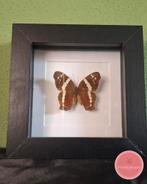 Anartia fatima vlinder – speelse flair met tropische toets, Ophalen of Verzenden, Zo goed als nieuw, Insect, Opgezet dier