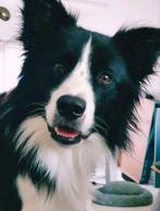 Bordercollie reu ter dekking aangeboden,dekreu Border collie, Dieren en Toebehoren, Honden | Dekreuen, Particulier, 1 tot 2 jaar