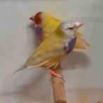 Te koop diverse tropische vogels, Dieren en Toebehoren, Meerdere dieren, Kleurkanarie