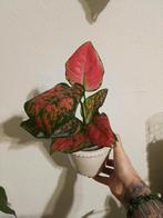 Aglaonema Red Siam - Direct van de foto!, Ophalen of Verzenden